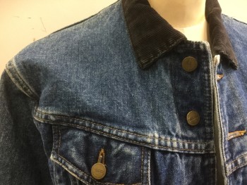 GIRBAUD, Blue, Dk Umber Brn, Cotton, Solid, Denim Jean Jacket, Corduroy Collar Attached, Button Front, 2 Pockets,