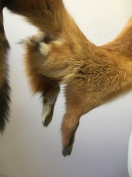 Womens, Fur, N/L, Brown, Rust Orange, White, Fur, Red Foxes - Full Body with Tail and Legs, Very Rare, Vintage **Barcode Located in Small Side Pocket Next to Fox Paw