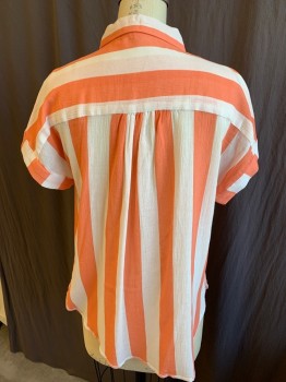 VELVET HEART, White, Salmon Pink, Rayon, Stripes - Vertical , Stripes - Horizontal , Collar Attached, Button Front, Short Sleeves with Folded Over Cuffs, Curved Hem