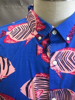 BONOBOS , Blue, Lt Pink, Fuchsia Pink, Navy Blue, Cotton, Novelty Pattern, Cerulean Blue with Light Pink Tropical Fish with Fuchsia and Dark Navy Accents, Short Sleeve Button Front, Collar Attached, Button Down Collar