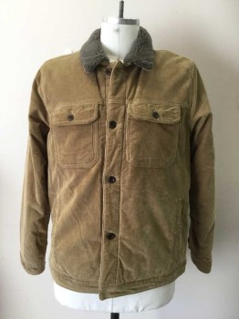 Mens, Casual Jacket, ABERCROMBIE & FITCH, Tan Brown, Gray, Cotton, Polyester, Solid, XL, Tan Corduroy, Button Front, 4 Pockets, Long Sleeves, Collar Attached, Gray Fleece Lining, Gray Fleece Collar
